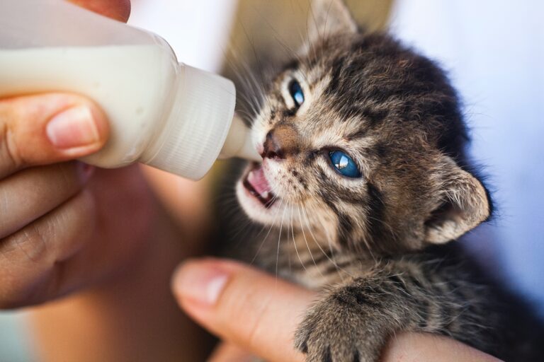 Caring for Orphaned Kittens Bottle Feeding and Providing Gentle Care